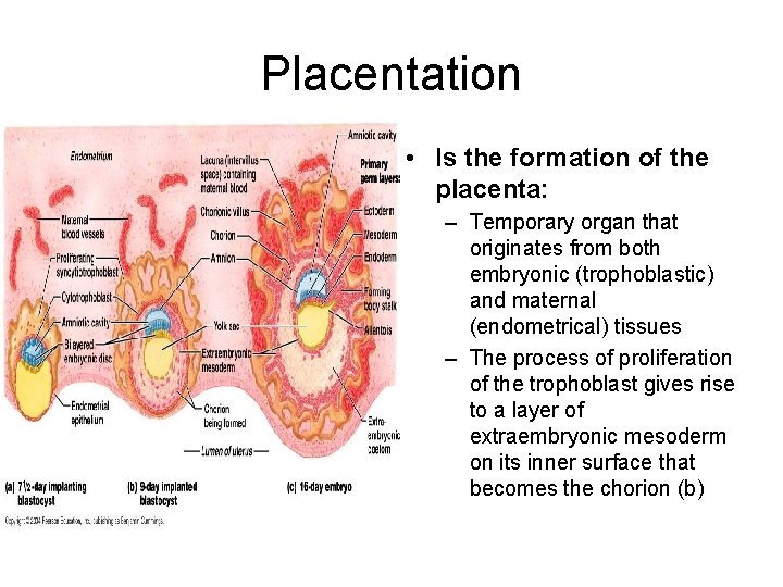 Placentation • Is the formation of the placenta: – Temporary organ that originates from