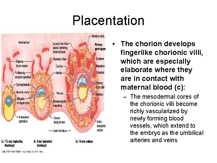 Placentation • The chorion develops fingerlike chorionic villi, which are especially elaborate where they