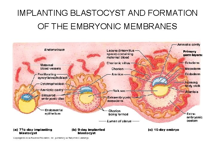 IMPLANTING BLASTOCYST AND FORMATION OF THE EMBRYONIC MEMBRANES 
