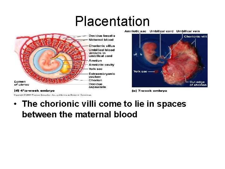 Placentation • The chorionic villi come to lie in spaces between the maternal blood