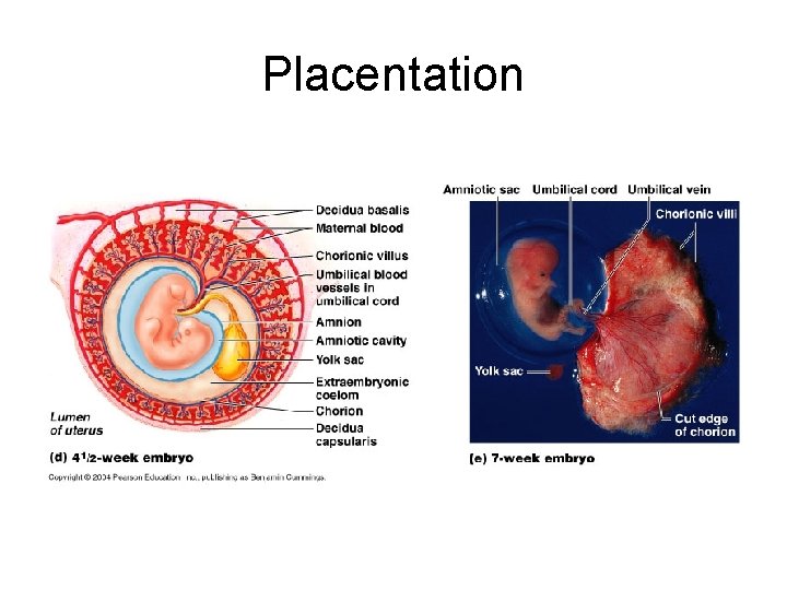 Placentation 