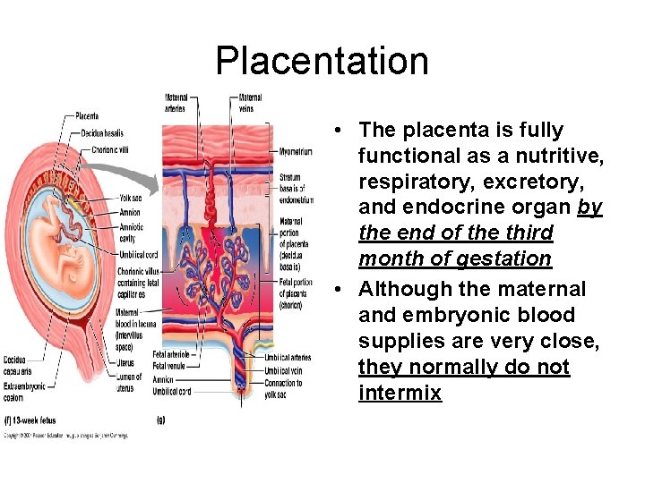 Placentation • The placenta is fully functional as a nutritive, respiratory, excretory, and endocrine