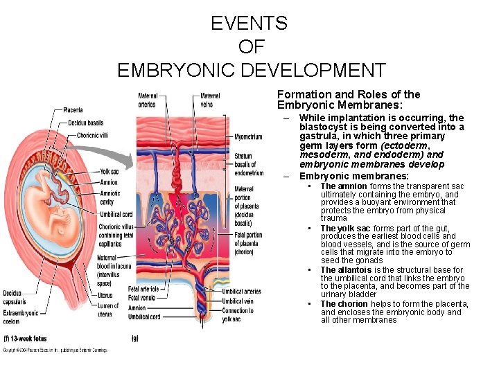 EVENTS OF EMBRYONIC DEVELOPMENT • Formation and Roles of the Embryonic Membranes: – While