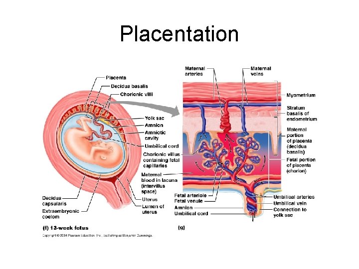 Placentation 