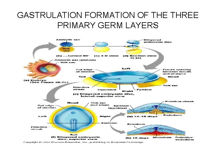 GASTRULATION FORMATION OF THE THREE PRIMARY GERM LAYERS 