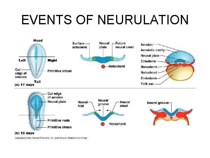 EVENTS OF NEURULATION 