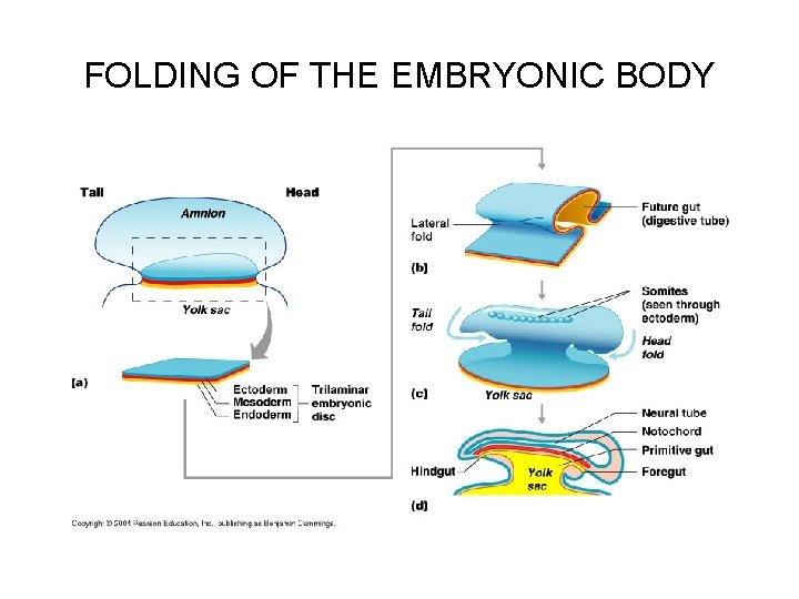 FOLDING OF THE EMBRYONIC BODY 