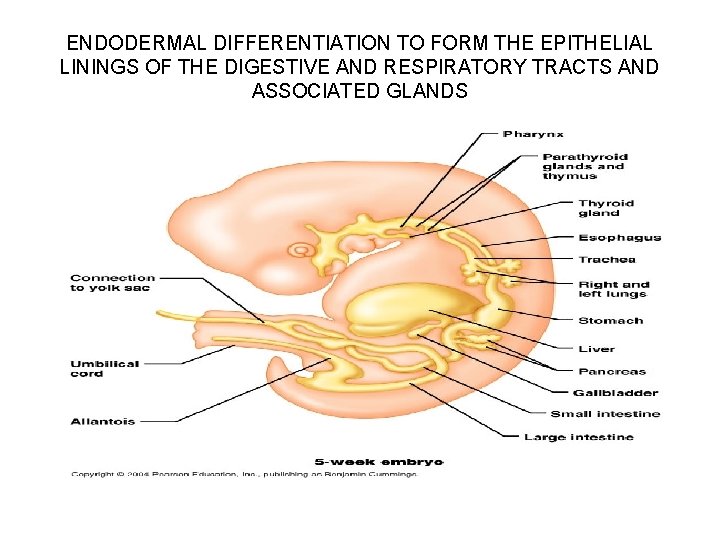 ENDODERMAL DIFFERENTIATION TO FORM THE EPITHELIAL LININGS OF THE DIGESTIVE AND RESPIRATORY TRACTS AND