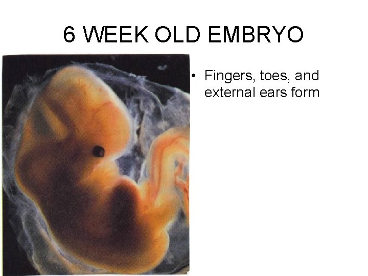 6 WEEK OLD EMBRYO • Fingers, toes, and external ears form 