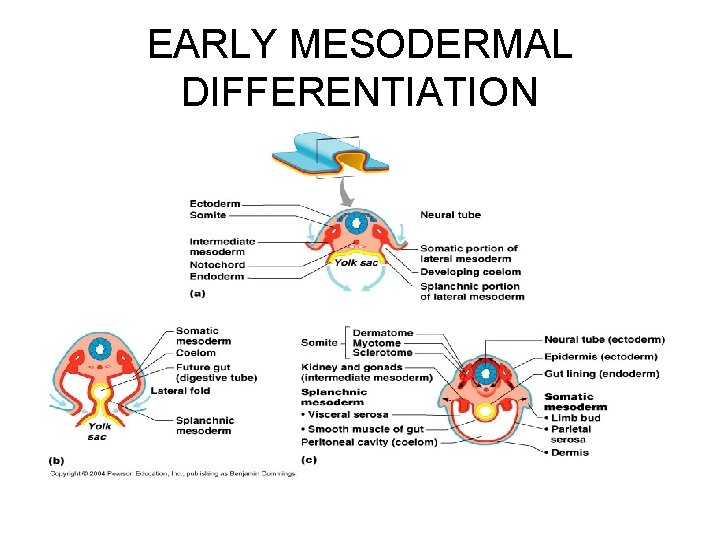 EARLY MESODERMAL DIFFERENTIATION 