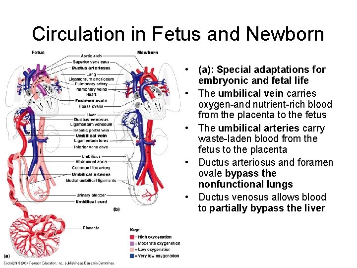 Circulation in Fetus and Newborn • (a): Special adaptations for embryonic and fetal life