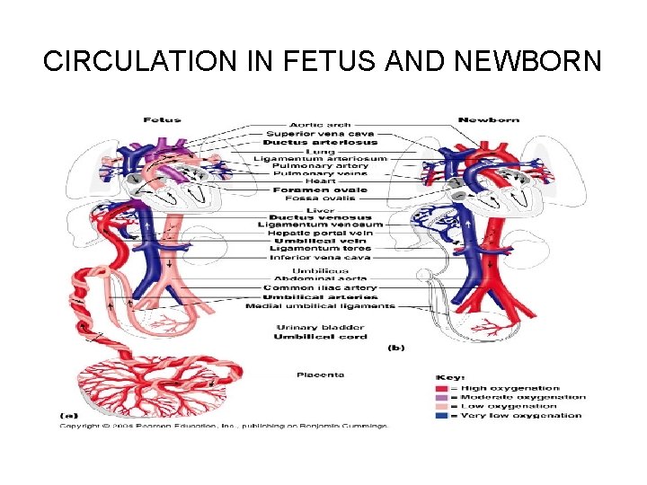 CIRCULATION IN FETUS AND NEWBORN 