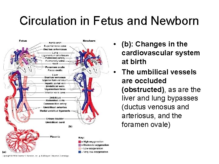 Circulation in Fetus and Newborn • (b): Changes in the cardiovascular system at birth