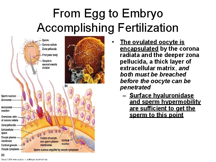 From Egg to Embryo Accomplishing Fertilization • The ovulated oocyte is encapsulated by the