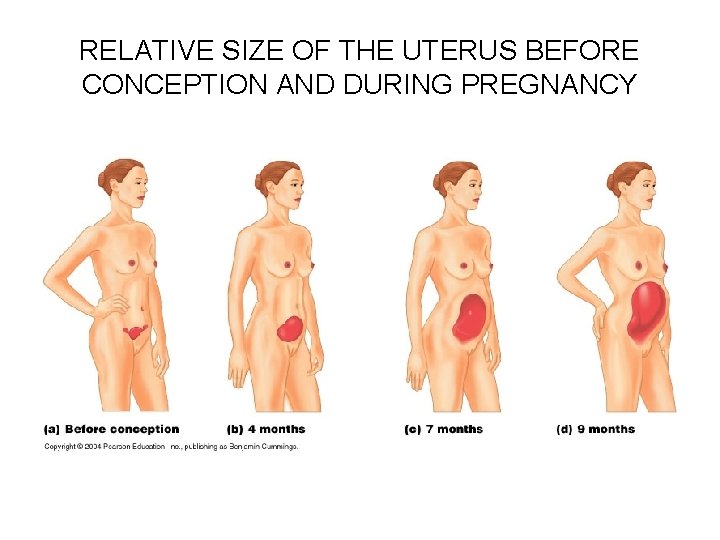 RELATIVE SIZE OF THE UTERUS BEFORE CONCEPTION AND DURING PREGNANCY 