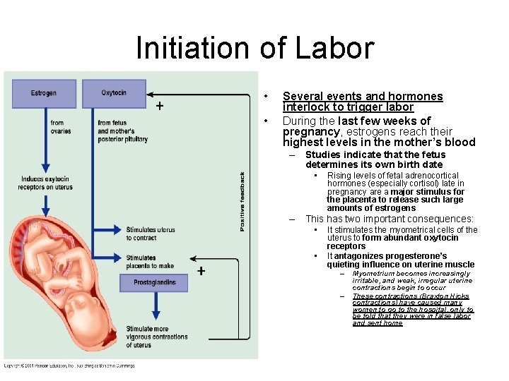 Initiation of Labor • • Several events and hormones interlock to trigger labor During