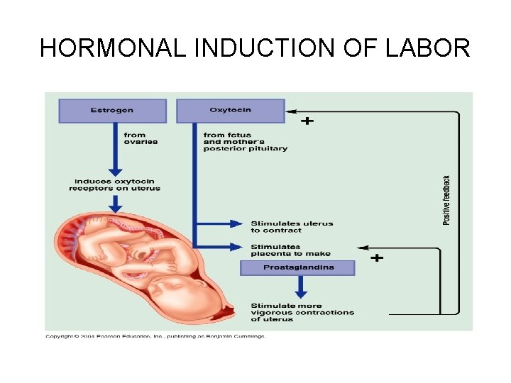 HORMONAL INDUCTION OF LABOR 