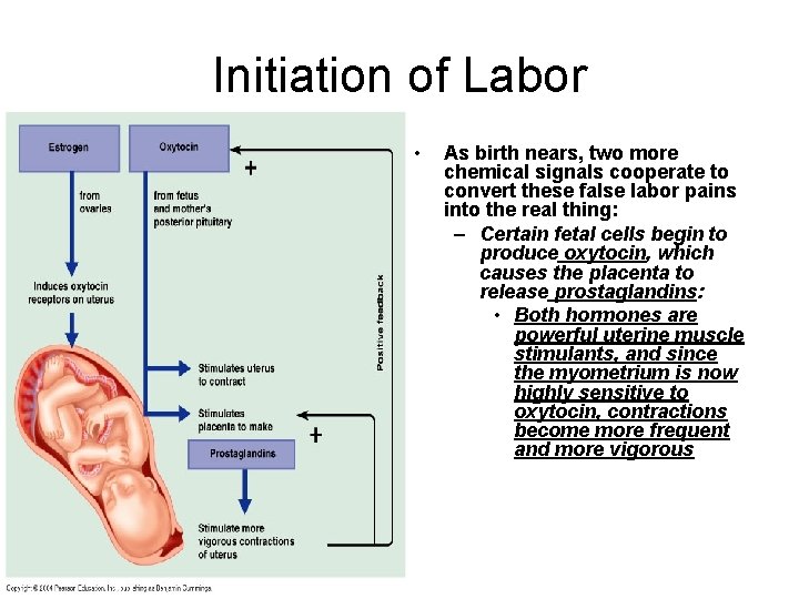 Initiation of Labor • As birth nears, two more chemical signals cooperate to convert