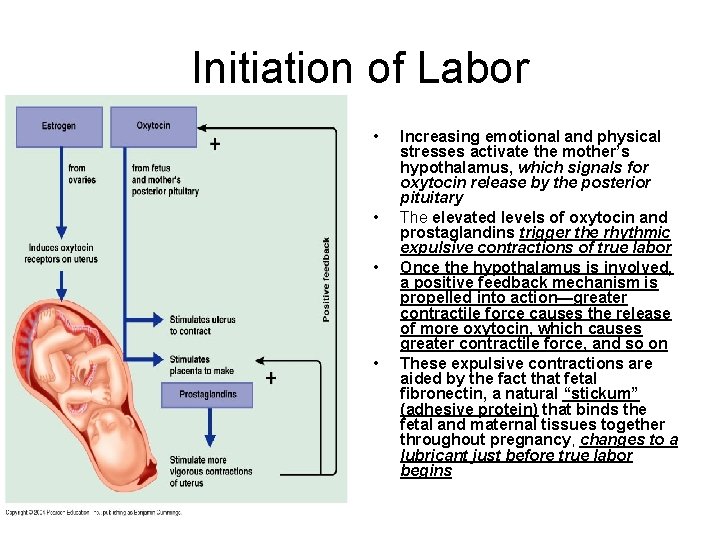 Initiation of Labor • • Increasing emotional and physical stresses activate the mother’s hypothalamus,