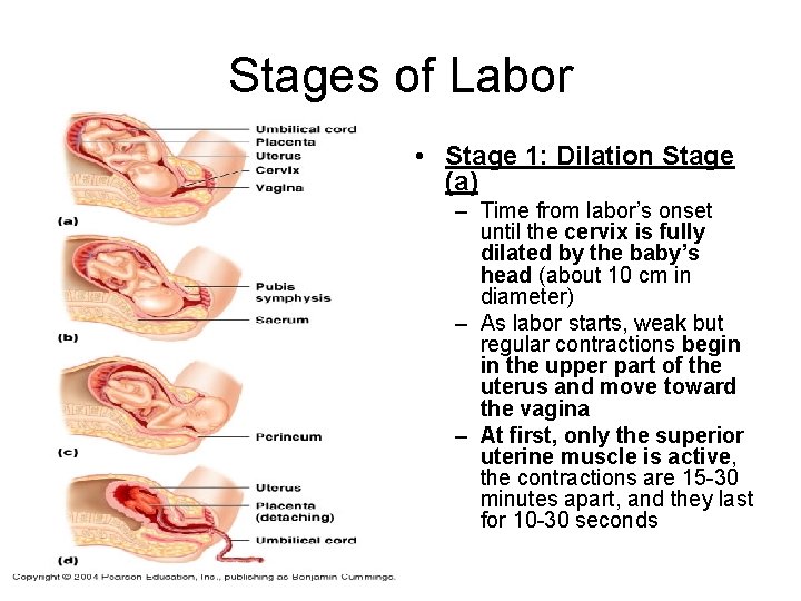 Stages of Labor • Stage 1: Dilation Stage (a) – Time from labor’s onset