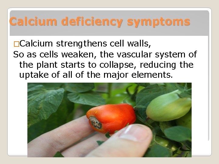 Calcium deficiency symptoms �Calcium strengthens cell walls, So as cells weaken, the vascular system