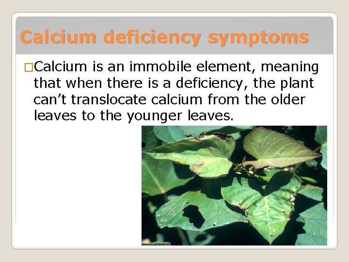 Calcium deficiency symptoms �Calcium is an immobile element, meaning that when there is a