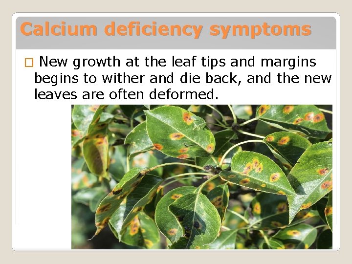 Calcium deficiency symptoms � New growth at the leaf tips and margins begins to