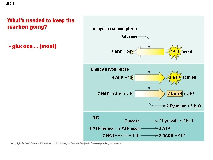 LE 9 -8 What's needed to keep the reaction going? Energy investment phase Glucose