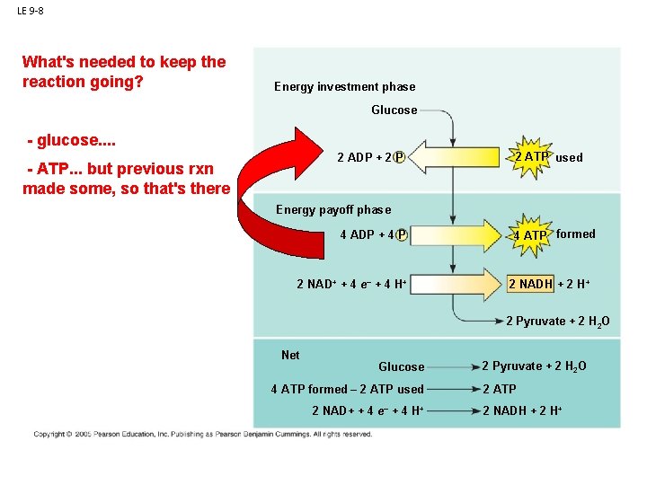 LE 9 -8 What's needed to keep the reaction going? Energy investment phase Glucose