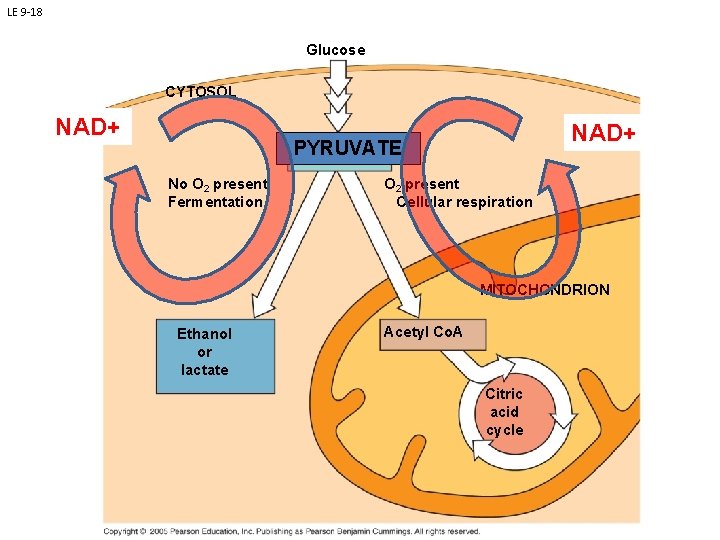 LE 9 -18 Glucose CYTOSOL NAD+ PYRUVATE Pyruvate No O 2 present Fermentation O