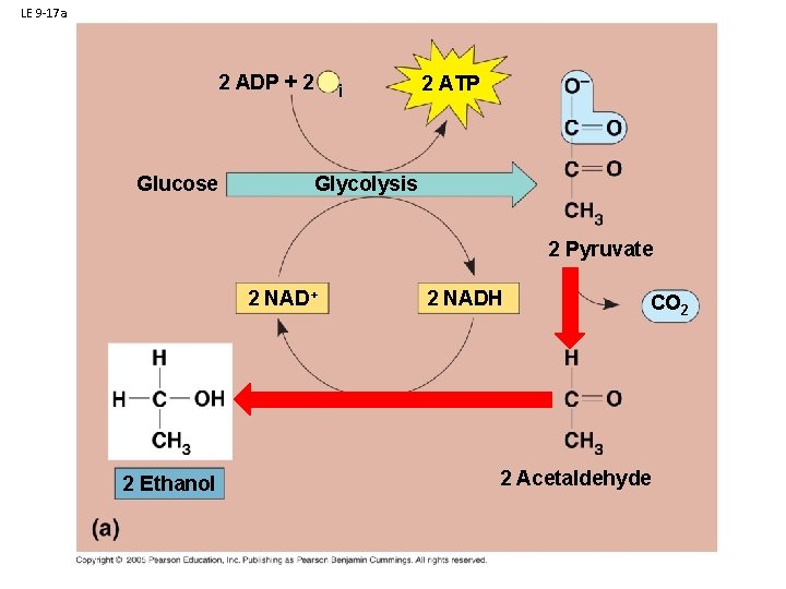 LE 9 -17 a 2 ADP + 2 P i Glucose 2 ATP Glycolysis
