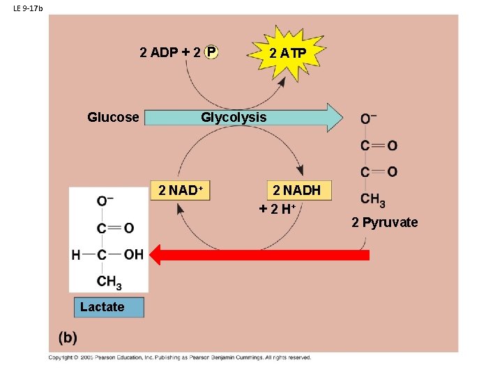 LE 9 -17 b 2 ADP + 2 P i Glucose 2 ATP Glycolysis