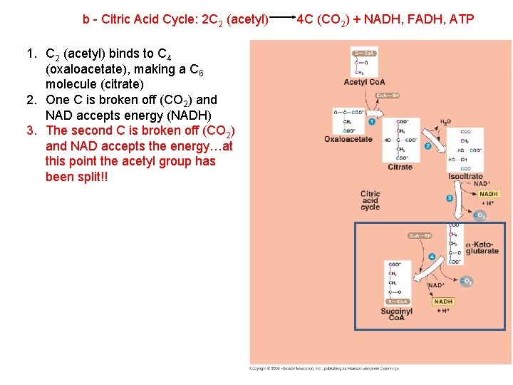 b - Citric Acid Cycle: 2 C 2 (acetyl) 1. C 2 (acetyl) binds