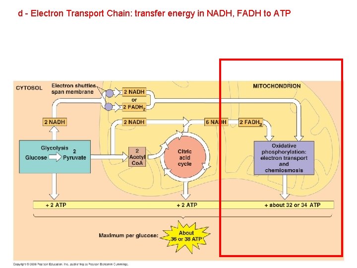 d - Electron Transport Chain: transfer energy in NADH, FADH to ATP 