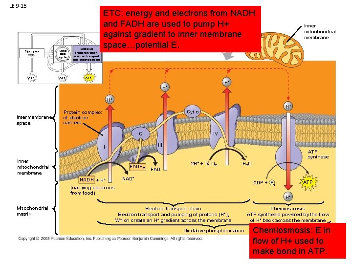 LE 9 -15 Glycolysis Citric acid cycle ATP Oxidative phosphorylation: electron transport and chemiosmosis