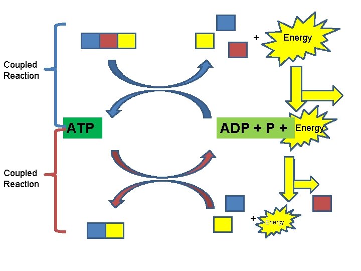 + Energy Coupled Reaction ATP ADP + Coupled Reaction + Energy 