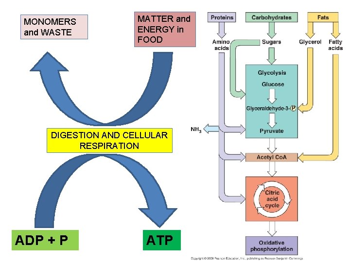 MONOMERS and WASTE MATTER and ENERGY in FOOD DIGESTION AND CELLULAR RESPIRATION ADP +