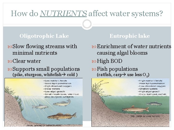 How do NUTRIENTS affect water systems? Oligotrophic Lake Eutrophic lake Slow flowing streams with