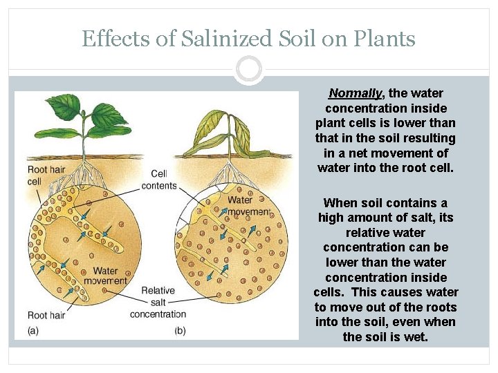 Effects of Salinized Soil on Plants Normally, the water concentration inside plant cells is