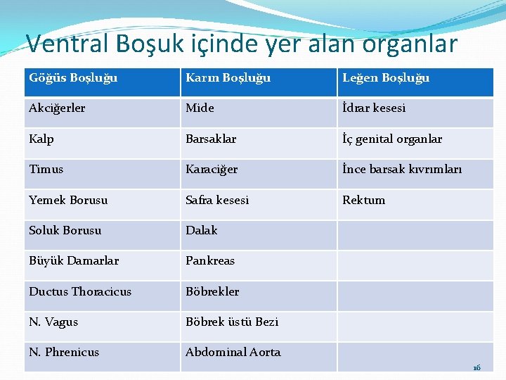 Ventral Boşuk içinde yer alan organlar Göğüs Boşluğu Karın Boşluğu Leğen Boşluğu Akciğerler Mide