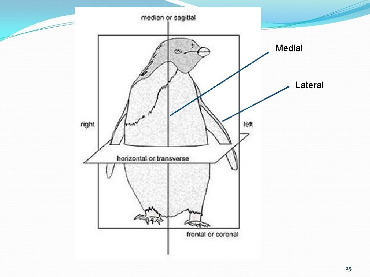 Medial Lateral 25 