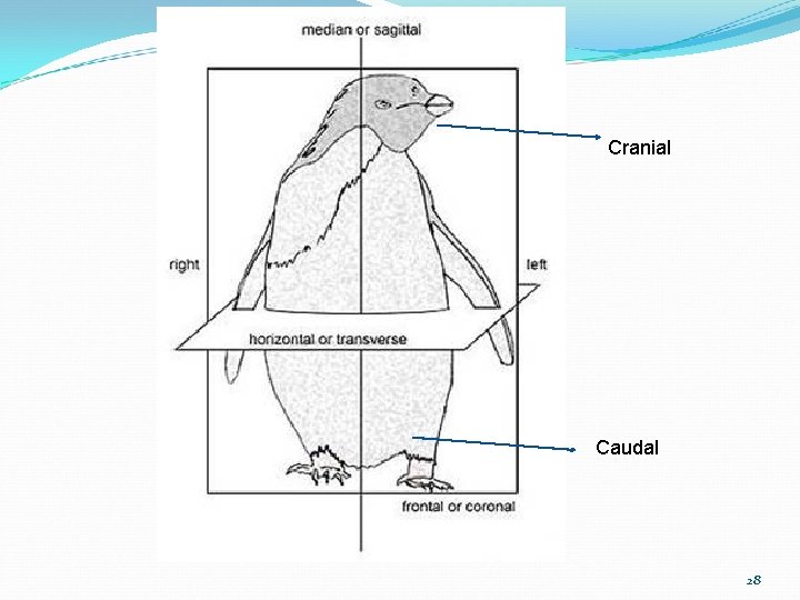 Cranial Caudal 28 