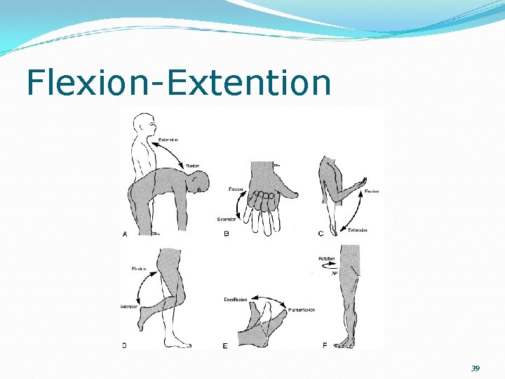 Flexion-Extention 39 