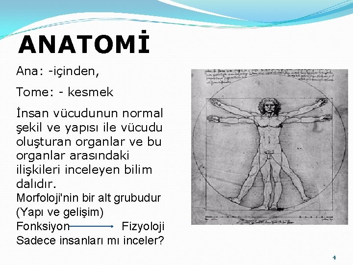 ANATOMİ Ana: -içinden, Tome: - kesmek İnsan vücudunun normal şekil ve yapısı ile vücudu