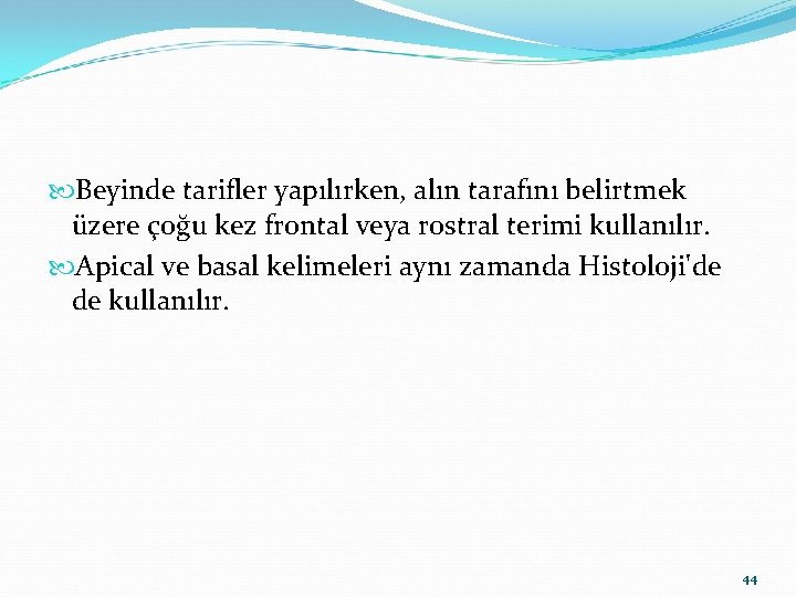  Beyinde tarifler yapılırken, alın tarafını belirtmek üzere çoğu kez frontal veya rostral terimi