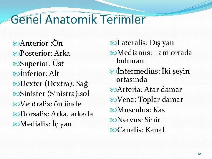 Genel Anatomik Terimler Anterior : Ön Posterior: Arka Superior: Üst İnferior: Alt Dexter (Dextra):