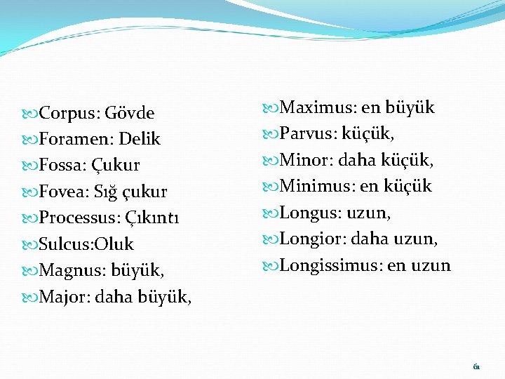  Corpus: Gövde Foramen: Delik Fossa: Çukur Fovea: Sığ çukur Processus: Çıkıntı Sulcus: Oluk