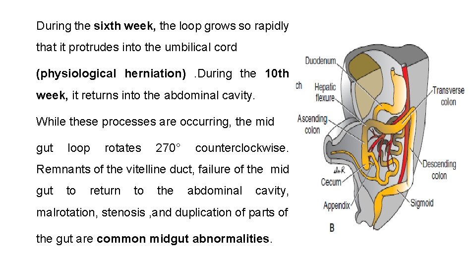 During the sixth week, the loop grows so rapidly that it protrudes into the