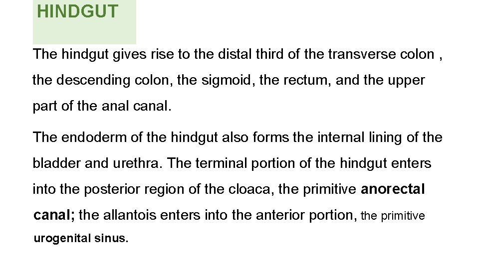 HINDGUT The hindgut gives rise to the distal third of the transverse colon ,