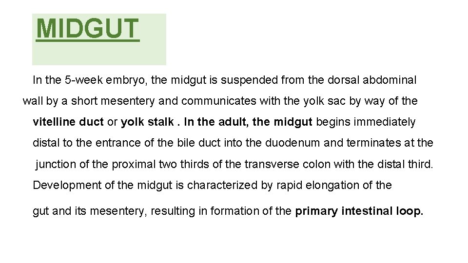 MIDGUT In the 5 -week embryo, the midgut is suspended from the dorsal abdominal